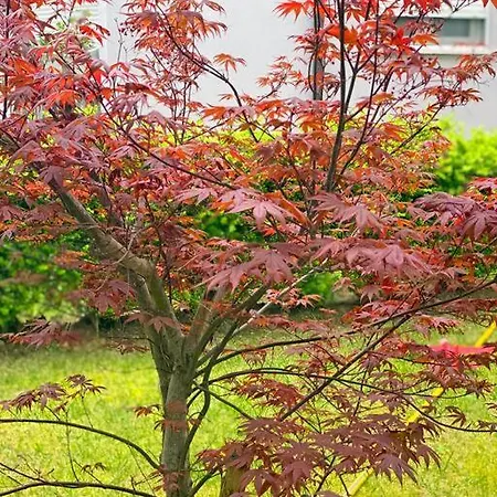 Blue Garden Villa, Gjiri I Lalezit * ドゥラス