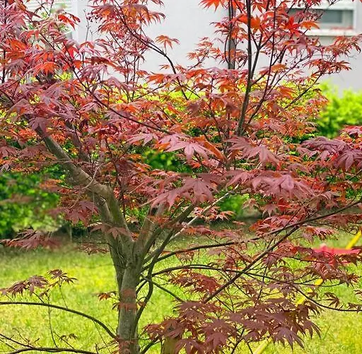 Blue Garden Villa, Gjiri I Lalezit * Durrës